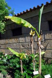 Fotografia da espécie Musa x paradisiaca