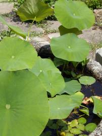 Fotografia da espécie Nymphoides peltata