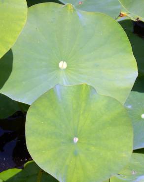 Fotografia 3 da espécie Nymphoides peltata no Jardim Botânico UTAD