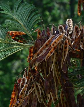 Fotografia 3 da espécie Acacia dealbata no Jardim Botânico UTAD