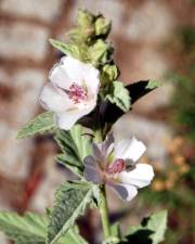 Fotografia da espécie Althaea officinalis