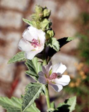 Fotografia 1 da espécie Althaea officinalis no Jardim Botânico UTAD