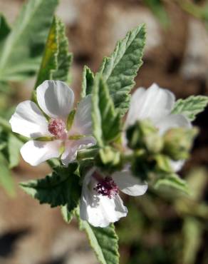 Fotografia 3 da espécie Althaea officinalis no Jardim Botânico UTAD