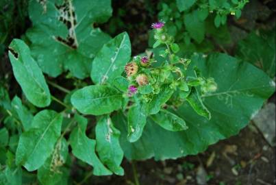 Fotografia da espécie Arctium minus