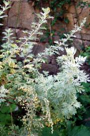 Fotografia da espécie Artemisia absinthium