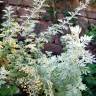 Fotografia 2 da espécie Artemisia absinthium do Jardim Botânico UTAD