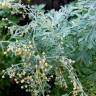 Fotografia 3 da espécie Artemisia absinthium do Jardim Botânico UTAD