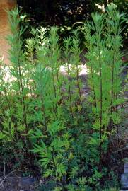 Fotografia da espécie Artemisia vulgaris