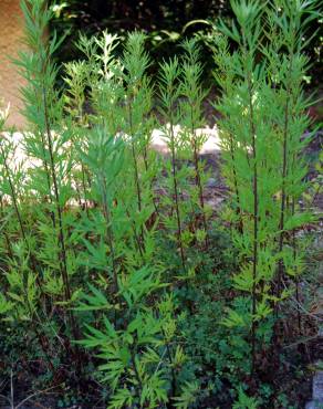Fotografia 2 da espécie Artemisia vulgaris no Jardim Botânico UTAD