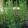 Fotografia 2 da espécie Artemisia vulgaris do Jardim Botânico UTAD
