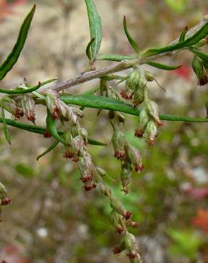 Fotografia 3 da espécie Artemisia vulgaris no Jardim Botânico UTAD