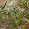 Fotografia 3 da espécie Artemisia vulgaris do Jardim Botânico UTAD