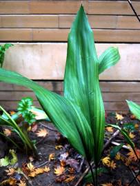 Fotografia da espécie Aspidistra elatior