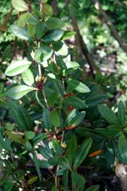 Fotografia da espécie Berberis darwinii