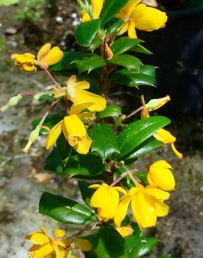 Fotografia 3 da espécie Berberis darwinii no Jardim Botânico UTAD