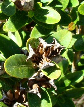 Fotografia 3 da espécie Buxus sempervirens no Jardim Botânico UTAD