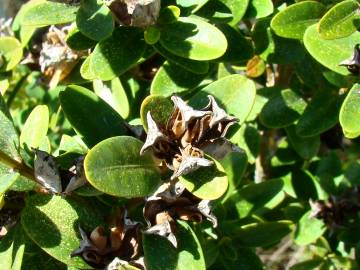 Fotografia da espécie Buxus sempervirens