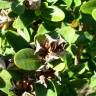 Fotografia 3 da espécie Buxus sempervirens do Jardim Botânico UTAD