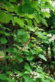 Fotografia da espécie Catalpa bignonioides