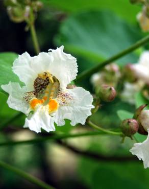 Fotografia 1 da espécie Catalpa bignonioides no Jardim Botânico UTAD