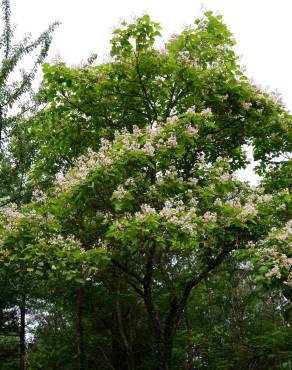 Fotografia 3 da espécie Catalpa bignonioides no Jardim Botânico UTAD