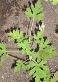 Fotografia da espécie Pelargonium odoratissimum