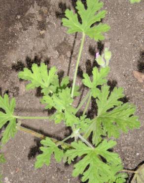 Fotografia 2 da espécie Pelargonium odoratissimum no Jardim Botânico UTAD