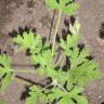 Fotografia 2 da espécie Pelargonium odoratissimum do Jardim Botânico UTAD