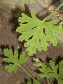 Fotografia da espécie Pelargonium odoratissimum