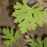 Fotografia 3 da espécie Pelargonium odoratissimum do Jardim Botânico UTAD