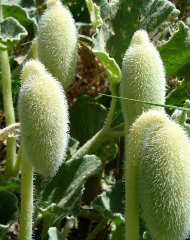 Fotografia de capa Ecballium elaterium subesp. elaterium - do Jardim Botânico