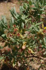 Fotografia da espécie Cistus albidus