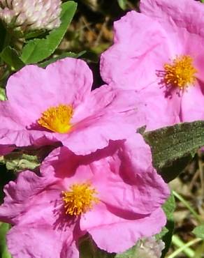 Fotografia 4 da espécie Cistus albidus no Jardim Botânico UTAD