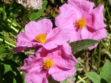 Fotografia da espécie Cistus albidus