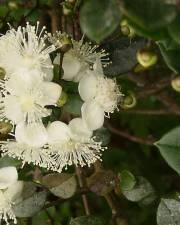 Fotografia da espécie Luma chequen