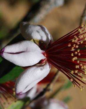 Fotografia 5 da espécie Acca sellowiana no Jardim Botânico UTAD