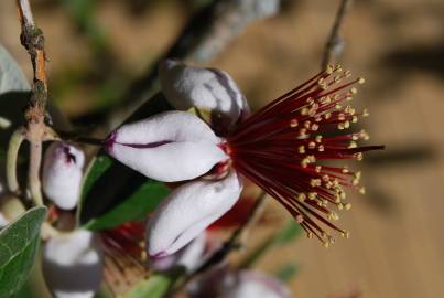 Fotografia da espécie Acca sellowiana