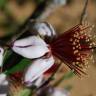 Fotografia 5 da espécie Acca sellowiana do Jardim Botânico UTAD