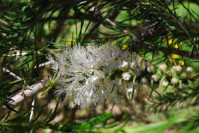 Fotografia da espécie Melaleuca armillaris