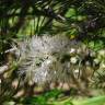 Fotografia 3 da espécie Melaleuca armillaris do Jardim Botânico UTAD