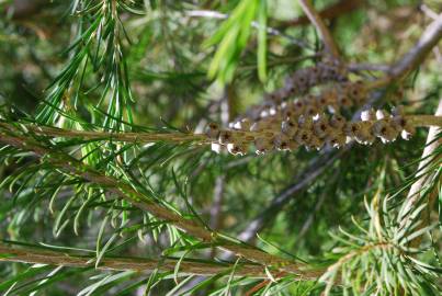 Fotografia da espécie Melaleuca armillaris