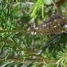 Fotografia 4 da espécie Melaleuca armillaris do Jardim Botânico UTAD