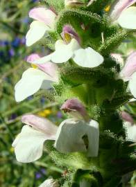 Fotografia da espécie Bartsia trixago