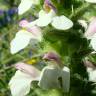 Fotografia 3 da espécie Bartsia trixago do Jardim Botânico UTAD