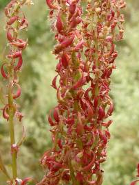 Fotografia da espécie Rumex bucephalophorus subesp. gallicus