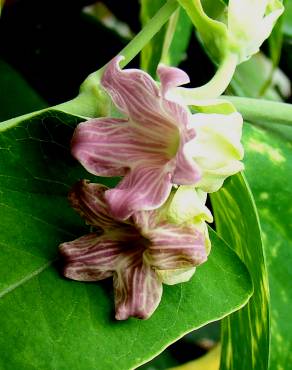 Fotografia 1 da espécie Araujia sericifera no Jardim Botânico UTAD