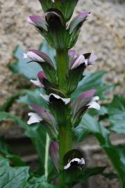 Fotografia da espécie Acanthus mollis