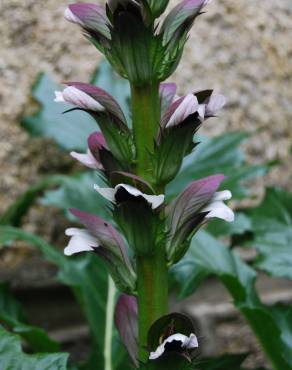 Fotografia 8 da espécie Acanthus mollis no Jardim Botânico UTAD