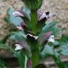 Fotografia 8 da espécie Acanthus mollis do Jardim Botânico UTAD