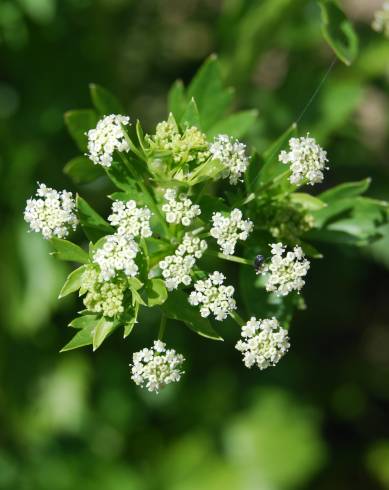 Fotografia de capa Apium graveolens - do Jardim Botânico